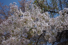 01sakura_01