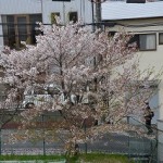 校舎から望む桜