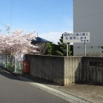 校門前の桜