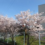 満開の桜