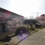 校内の桜